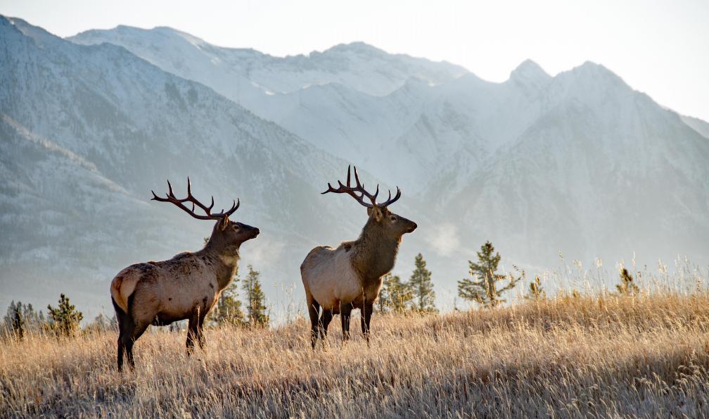wwing -  istock -  Deux wapitis à Banff, Canada - Banff, Yoho, Jasper : Rocheuses grandeur nature - 6