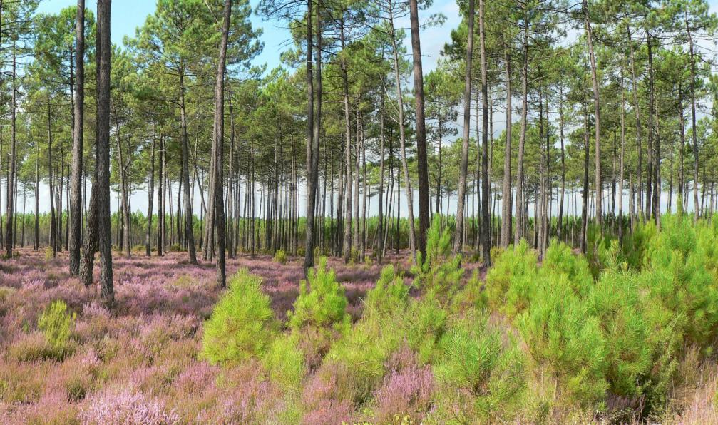 Sylvain Bouquet - Adobe stock - Forêt de pins des Landes, France - Les Landes de Gascogne en famille à vélo - 1