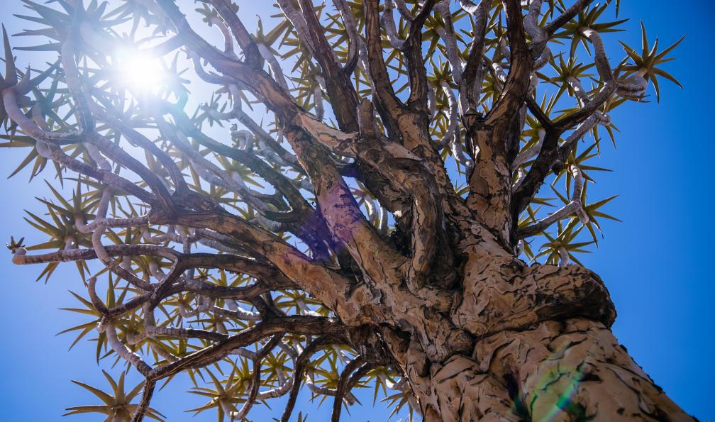 Chloé - Crétois - Kokerboom en Namibie  - Safaris et grands espaces du sud - 3