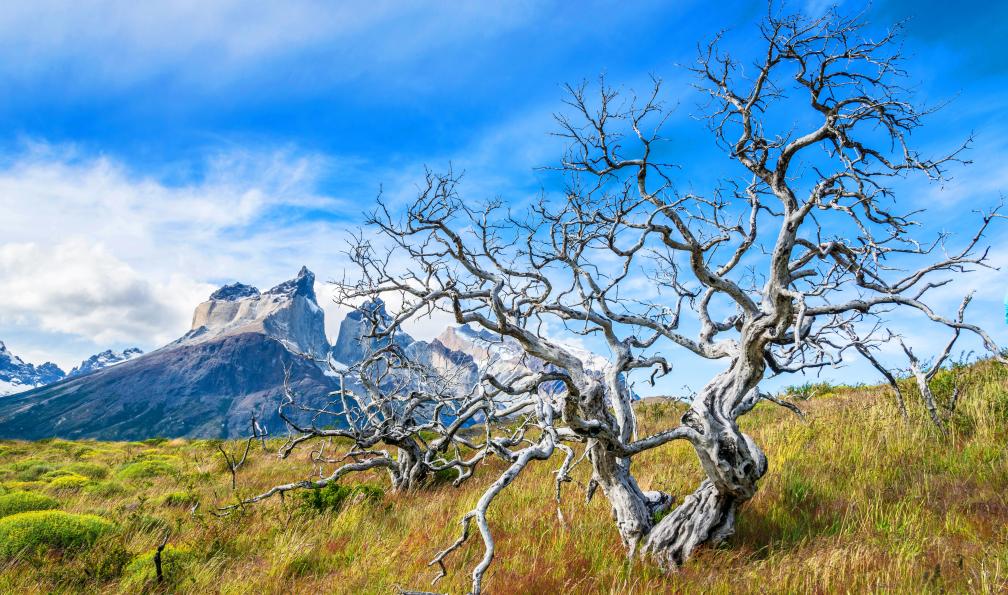 Serg_did - Adobe Stock - Végétation de Torres del Paine, Patagonie - Trésors patagons - 3