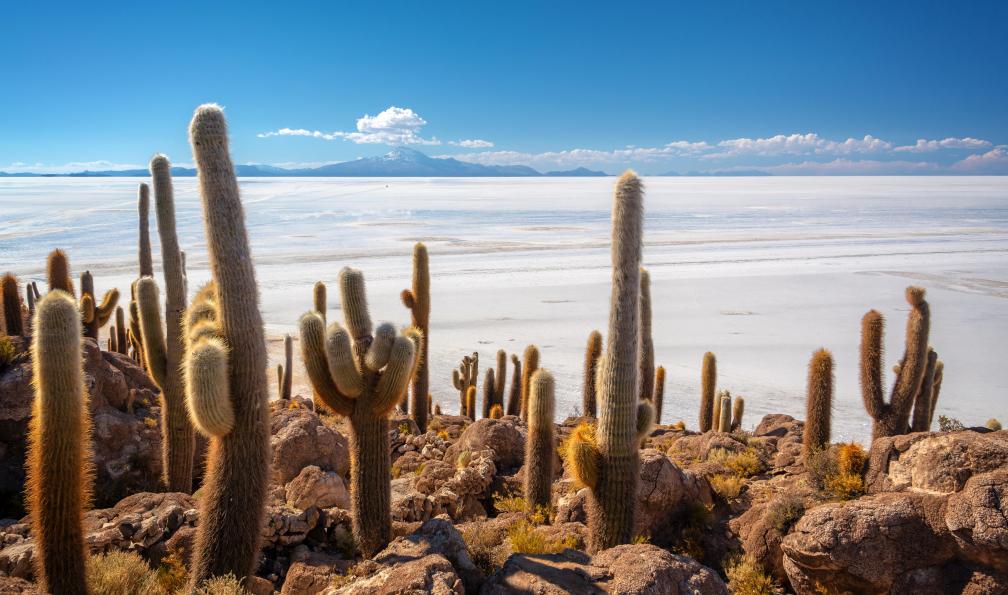 Delphotostock - Adobe stock - Cactus sur l'île d'Incahuasi, Salar de Uyuni, Potosi, Bolivie - Désert d'Atacama, salar d'Uyuni et île de Pâques - 8