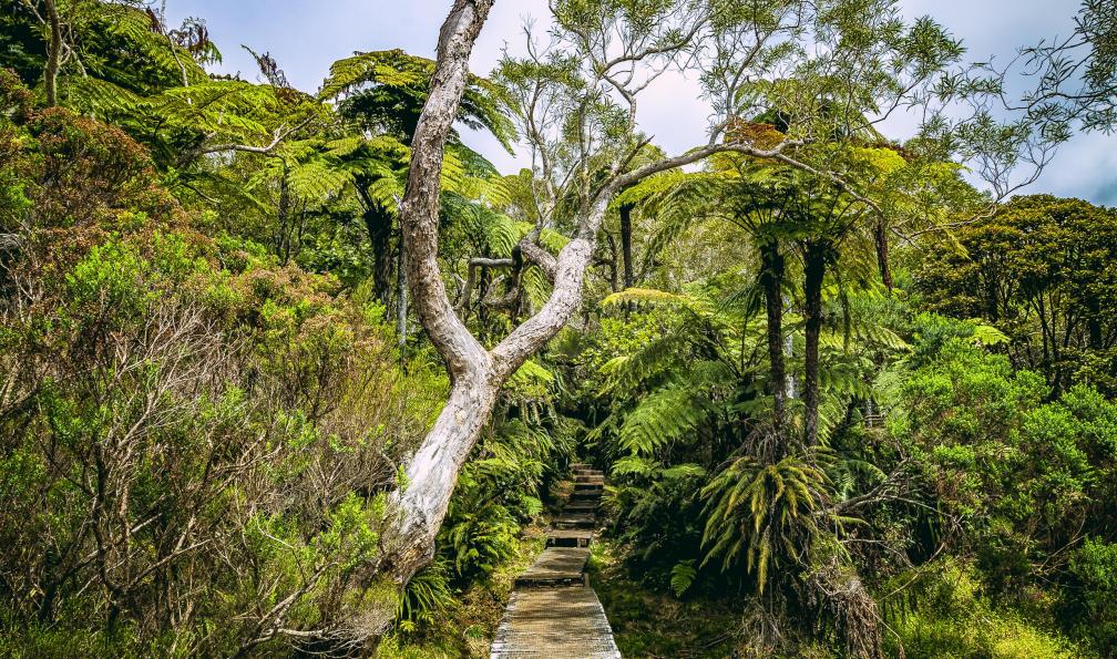 35007 -  istock -  Forêt tropicale de Bélouve, Ile de la réunion - Douceurs créoles entre cirques et volcans - 5