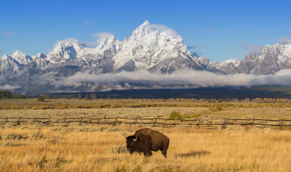 Adobe stock - Bison dans un champ dans le Parc National du Grand Téton, USA - Esprit pionnier : à la conquête de l'Ouest sauvage - 2