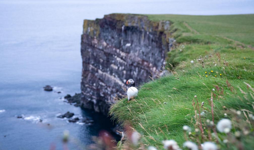 Cretois - Chloé - Macareux sur la falaise de Latrabjarg en Islande - Irrésistibles rivages Islandais - 8