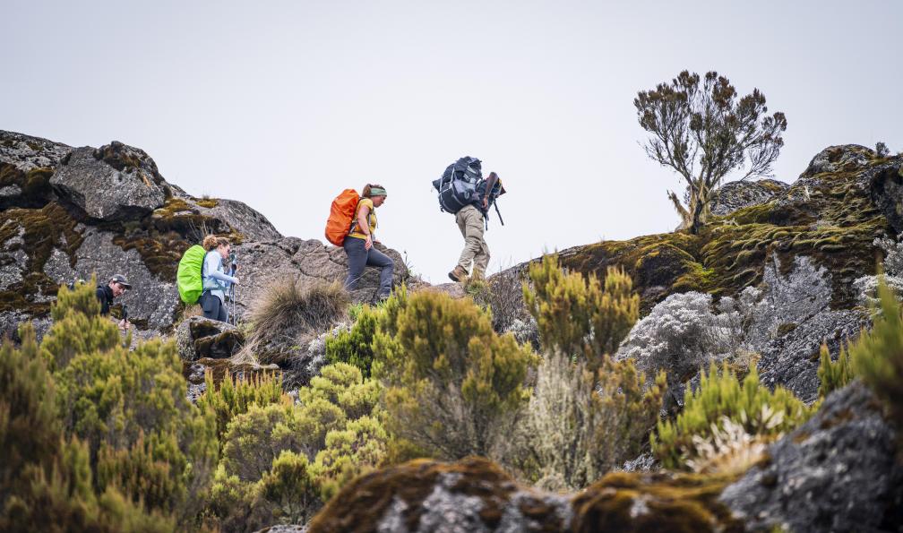 Chavi -  Jocelyn -  Randonneurs dans les bruyères arborescentes sur le chemin du Kilimandjaro - Kilimandjaro : la voie du Nord - 3