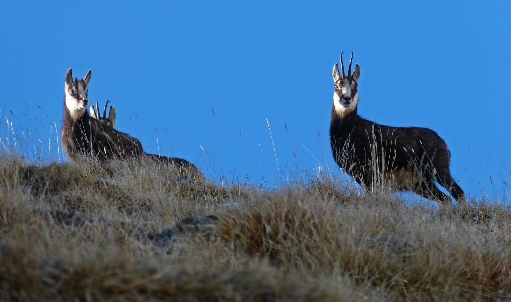 MALTHIEUX Laurent - Parc national du Mercantour - Chamois, (Rupicapra rupicapra), trois chamois sur fond de ciel bien bleu, Alpes, France - GTA : De Isola 2000 à Menton - 2