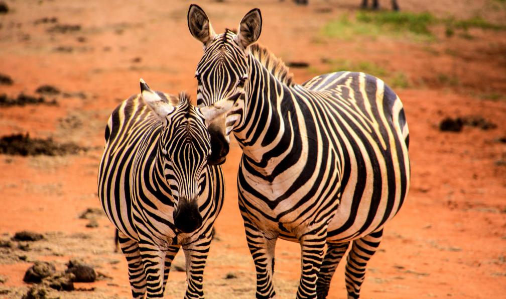 hannibal565 - Adobe stock - Zèbres du Kenya - Safari kenyan et plages de sable blanc - 7
