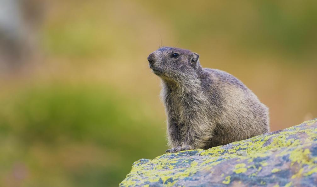 Terrier -  Benoît -  Unsplah -  Marmotte en montagne, Alpes, France - Au coeur de la Vanoise - 2