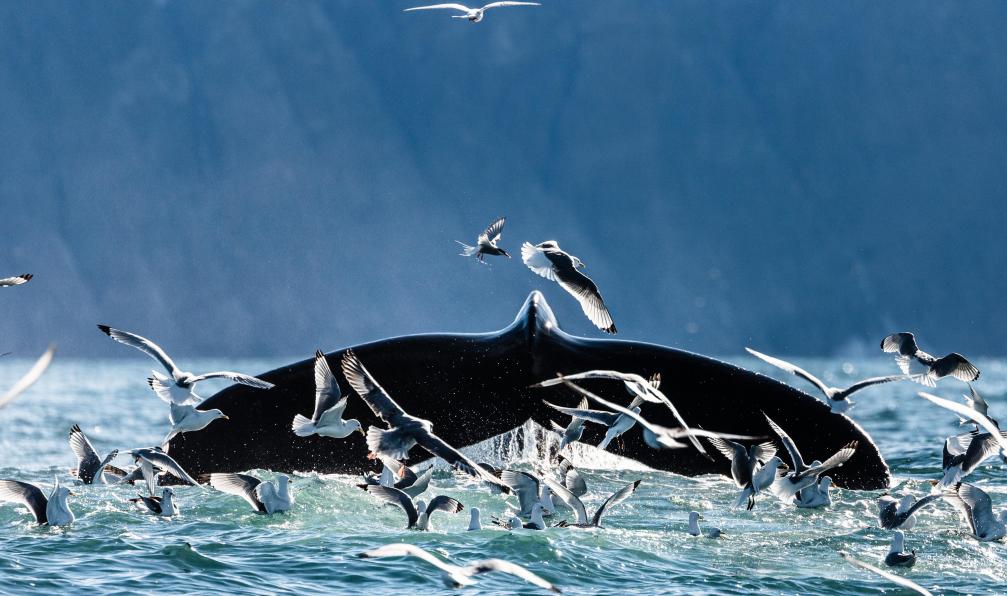 Adobe stock - Queue de baleine sortant de l'eau, Islande - Exploration intégrale des hautes terres d'Islande - 9