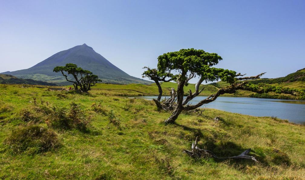acores-baleines-acores