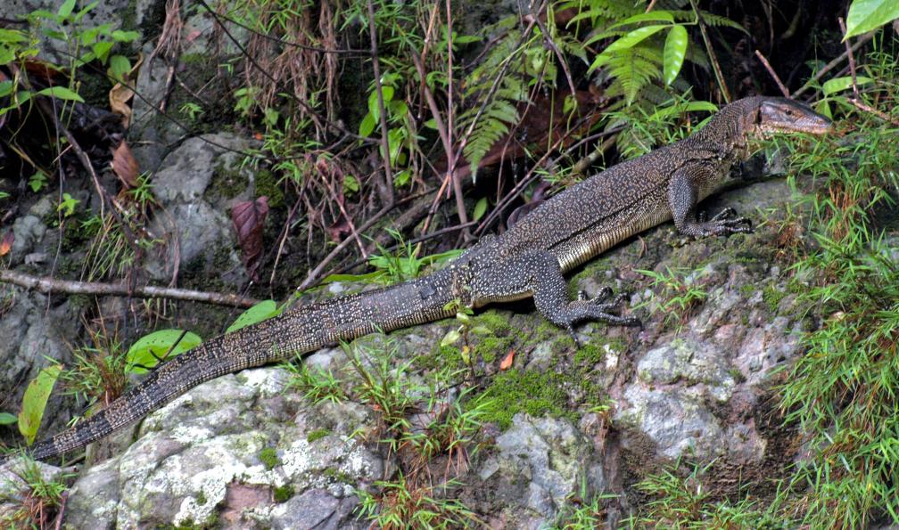 Varan, Bukit Lawang, Gunung Leuser, Sumatra, Indonésie. - Sumatra : Orang-Outan et volcan - 2