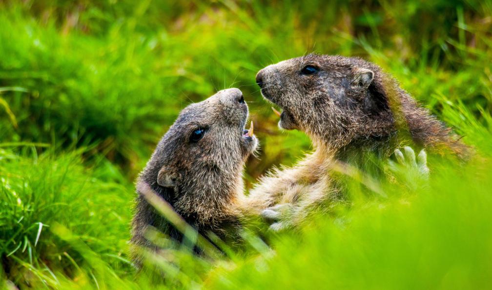 Romain Guerin - Adobe stock - Deux marmottes qui jouent, Alpes - Les 3000 du Queyras au Piémont - 5