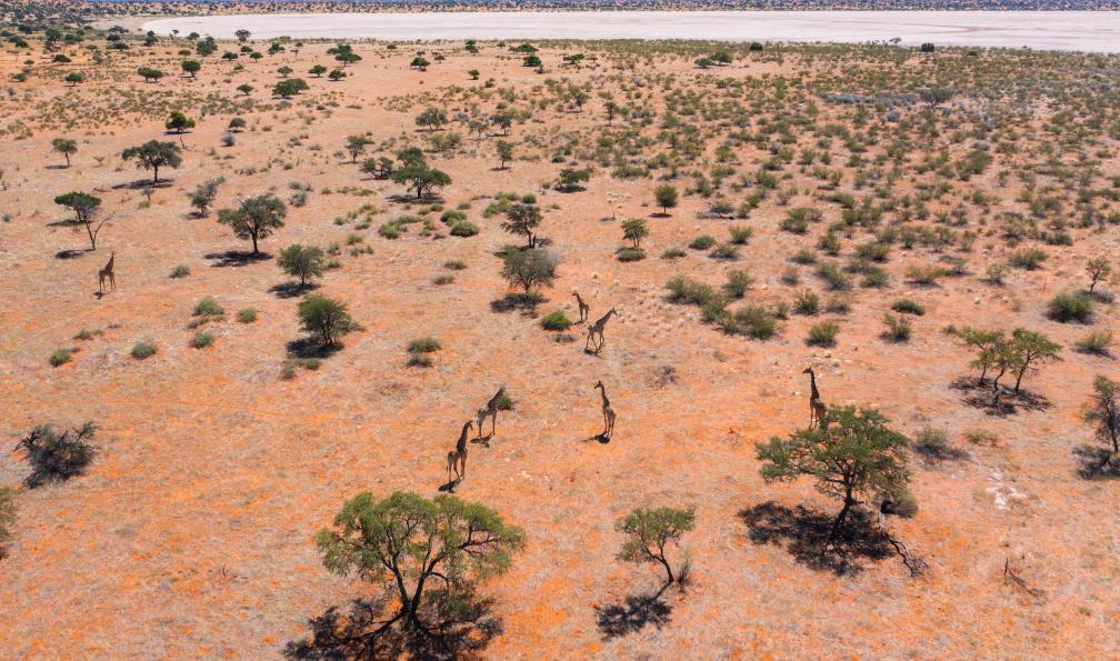 Chloé - Crétois - Vue drone d'un troupeau de girafes  - Safaris et grands espaces du sud - 5