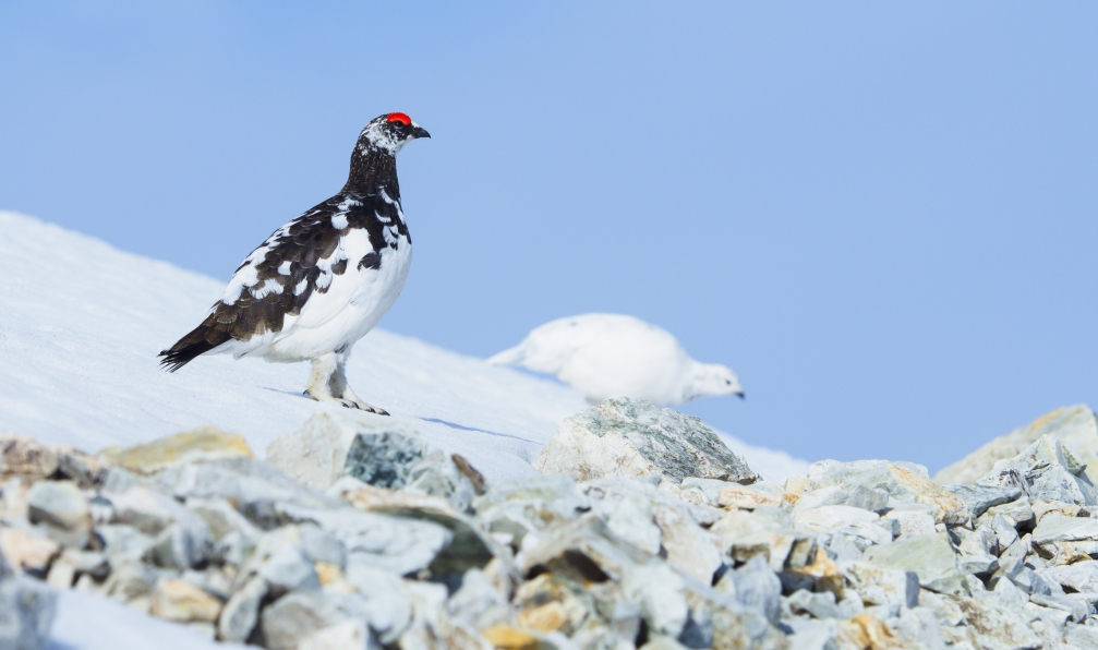 rockptarmigan -  Istock -  Paire de lagopèdes;France - Au coeur des 3000 du Queyras - 3