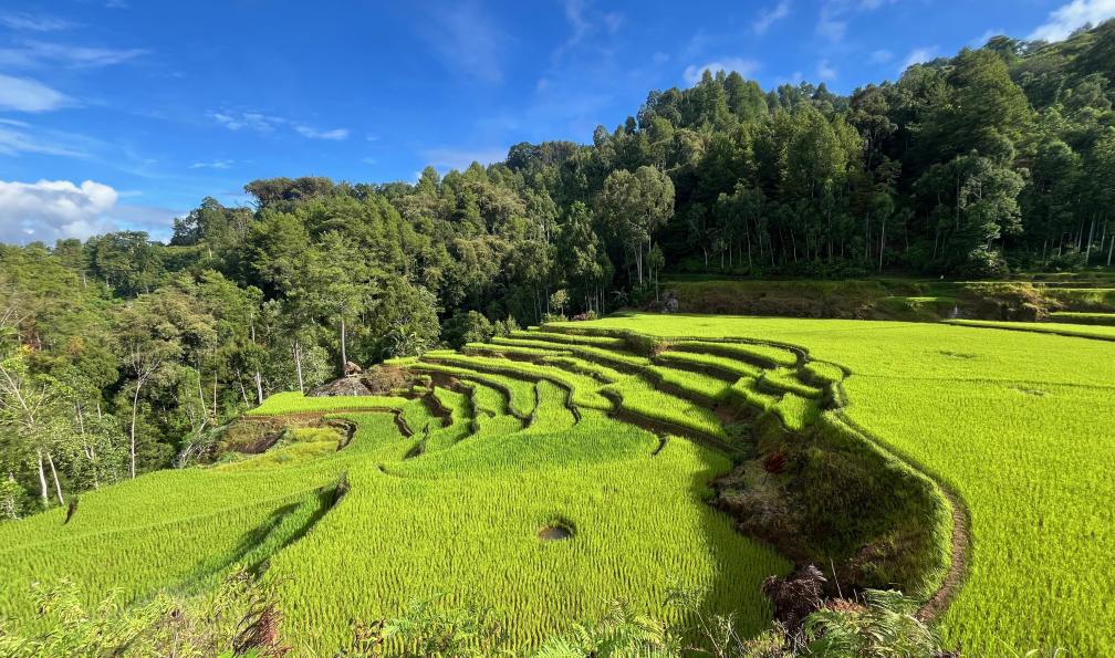 Spaini - Claire - Rizière du pays de Toraja, Sulawesi, Indonésie - Sulawesi : aventure au bout du monde - 8