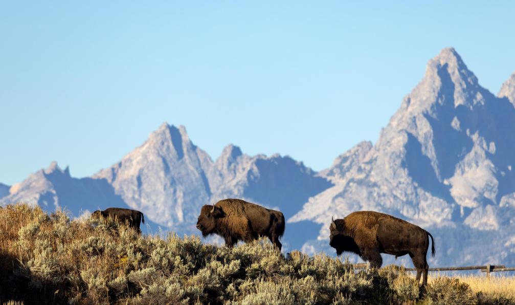 ouest-americain-trekking-yellowstone