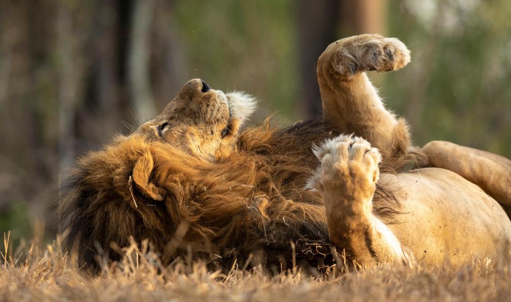 stuporter - Adobe stock - Lion se prélassant dans le Parc Kruger, Afrique du Sud - Les montagnes du Dragon - 6