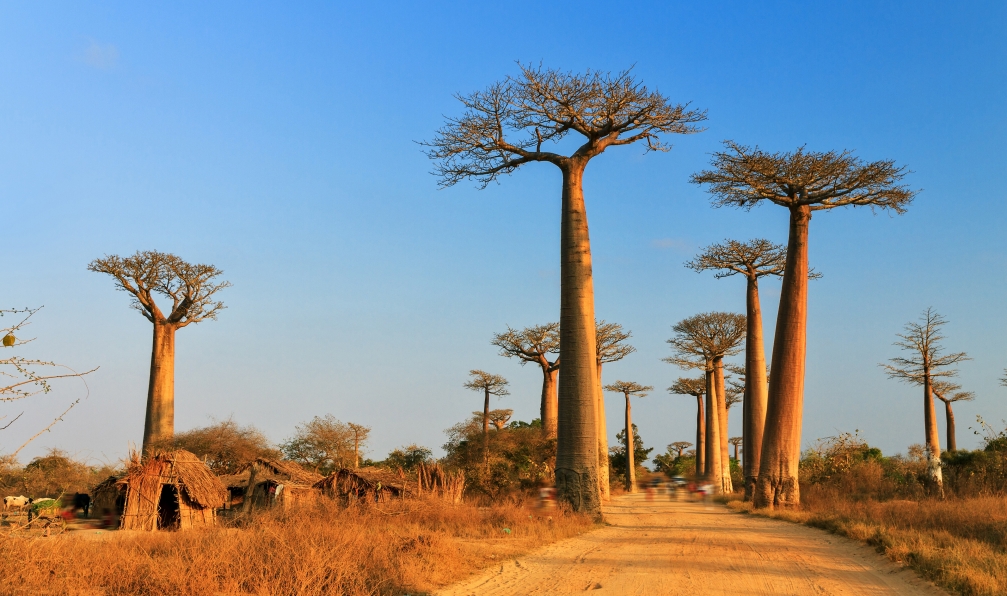L Ile Rouge En Integrale Au Pays Des Baobabs Decouverte Madagascar Allibert Trekking
