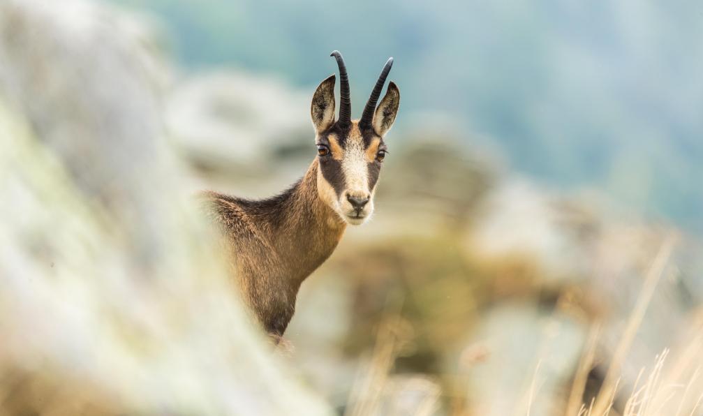 Klingebiel - Benjamin - Adobe stock - Chamois, Espagne - Les 3000 du Queyras - 5