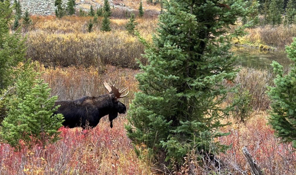 Elise - Elan au bord du sentier dans le parc national de grand teton aux États-Unis.

 - Esprit pionnier : à la conquête de l'Ouest sauvage - 4