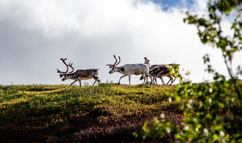 Siri - Adobe Stock - Petit troupeaux de rennes, Norvège - Les petits trappeurs vikings - 4