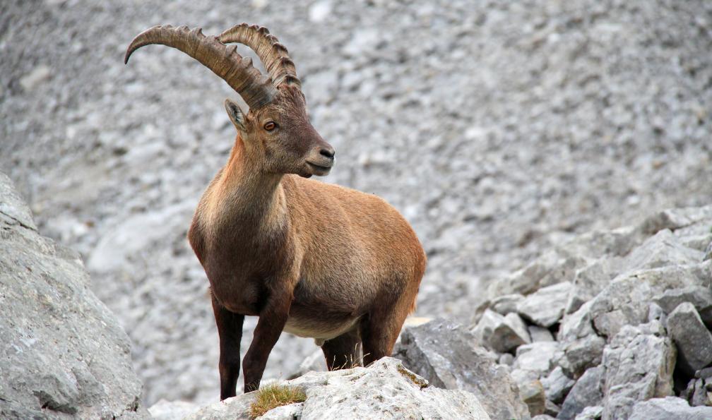 L.Bouvier - Adobe stock - Bouquetin dans les rochers, Alpes, France - Les petits montagnards - 6