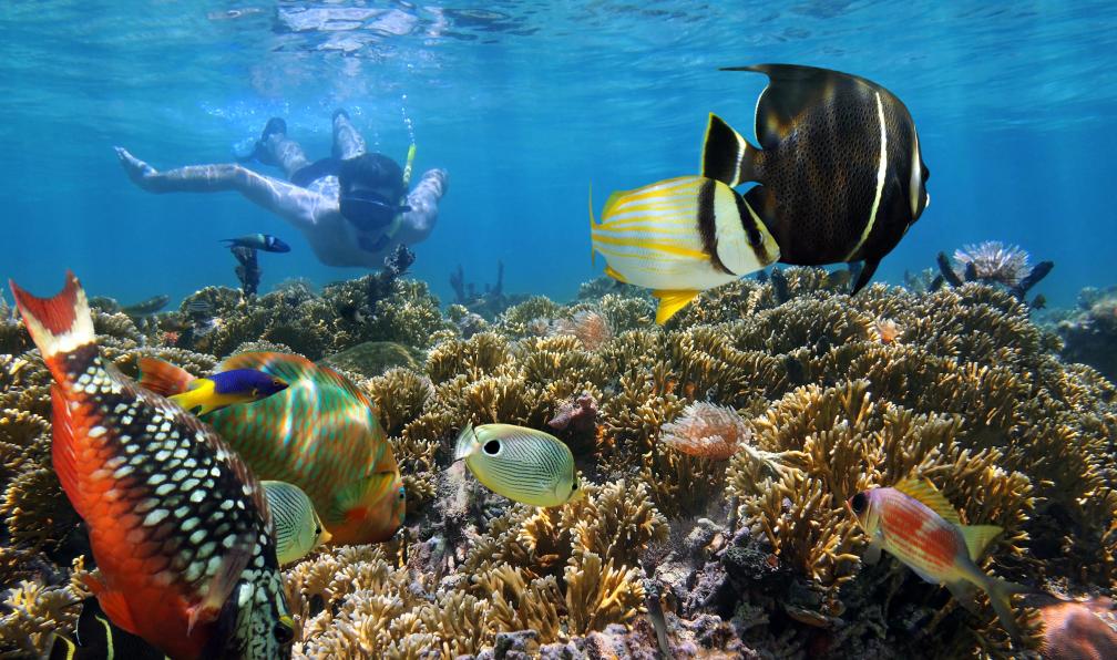 Dam - stock.adobe.com - Snorkeling au Costa Rica - Multi-activités du Pacifique aux Caraïbes - 10