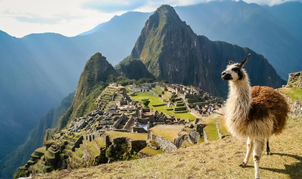 Pav-Pro Photography - stock.adobe.com - Lama sur le site archéologique du Machu Picchu, Pérou - Inca Colca - 9