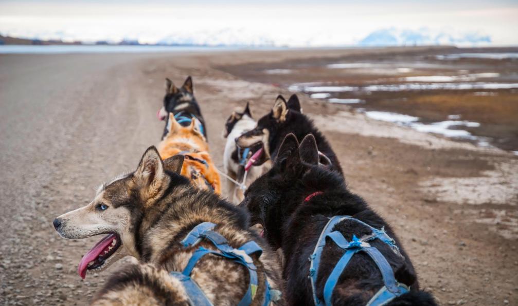 dinozzaver - Adobe Stock - Chiens de traîneau en été, Norvège - Les petits trappeurs vikings - 2