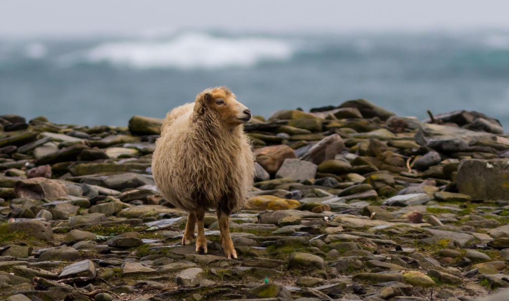 Lisa Y - Adobe stock - Moutons sur la plage des Orcades, Ecosse, Royaume-Uni - North Coast 500, îles Orcades et Shetland - 6