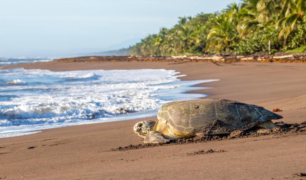 Vargas - Kenneth  - Adobe stock - Tortue verte sur la plage Tortuguero Beach, Costa Rica - A la recherche du mono titi - 7
