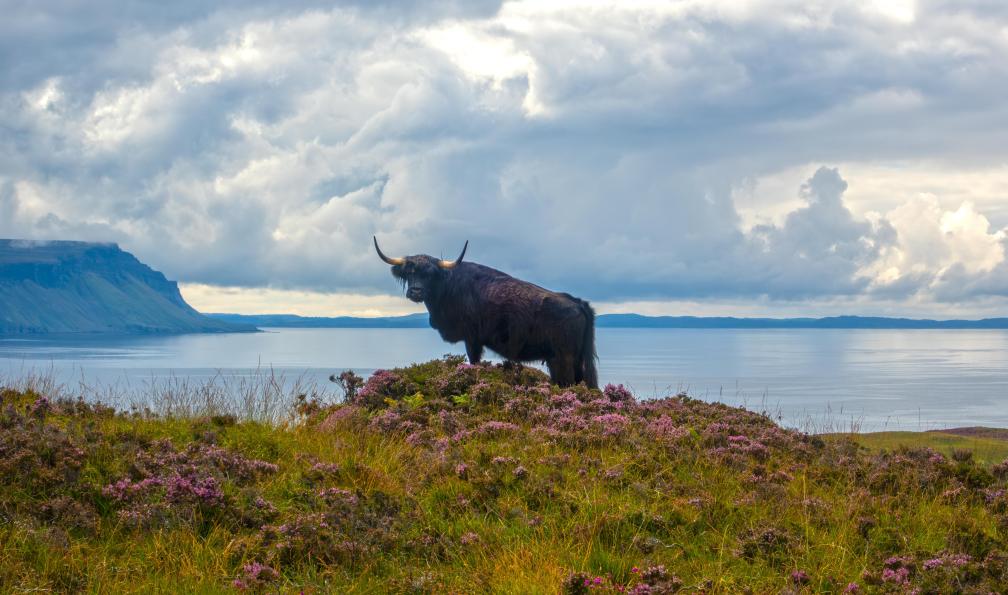 Adams - Peter  - Adobe Stock - Bovin Highlands sur Ulva, île de Mull, Hébrides intérieures, Écosse - Road trip dans les Highlands et sur la NC500 - 3