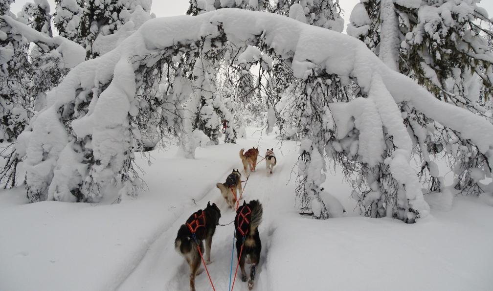 Pixabay -  Attelage de chiens de traineaux en Laponie - Multi-activités nordiques - 2