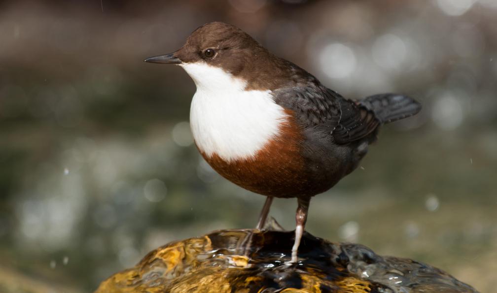 Gallini - Samuele - Adobe stock - Cincle plongeur, les pattes dans la rivière, Alpes, France - Queyras, l'été indien - 2