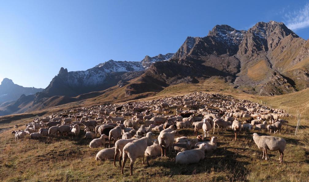 Troupeau de moutons, massif du Queyras, Alpes. - Le Queyras hors des sentiers battus - 12