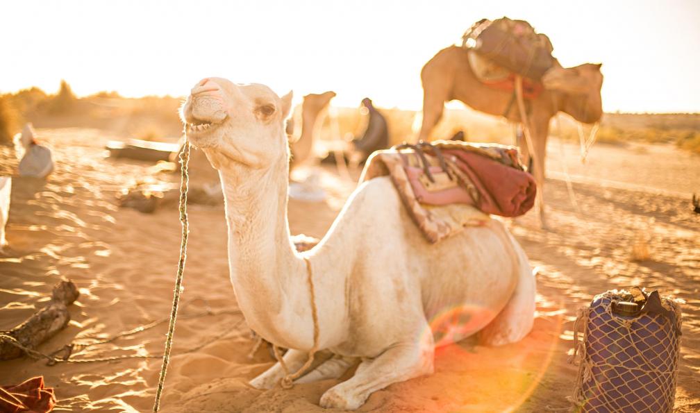Christophe Levet -  Dromadaire dans le désert, Mauritanie - La grande traversée Adrar-Tagant - 9