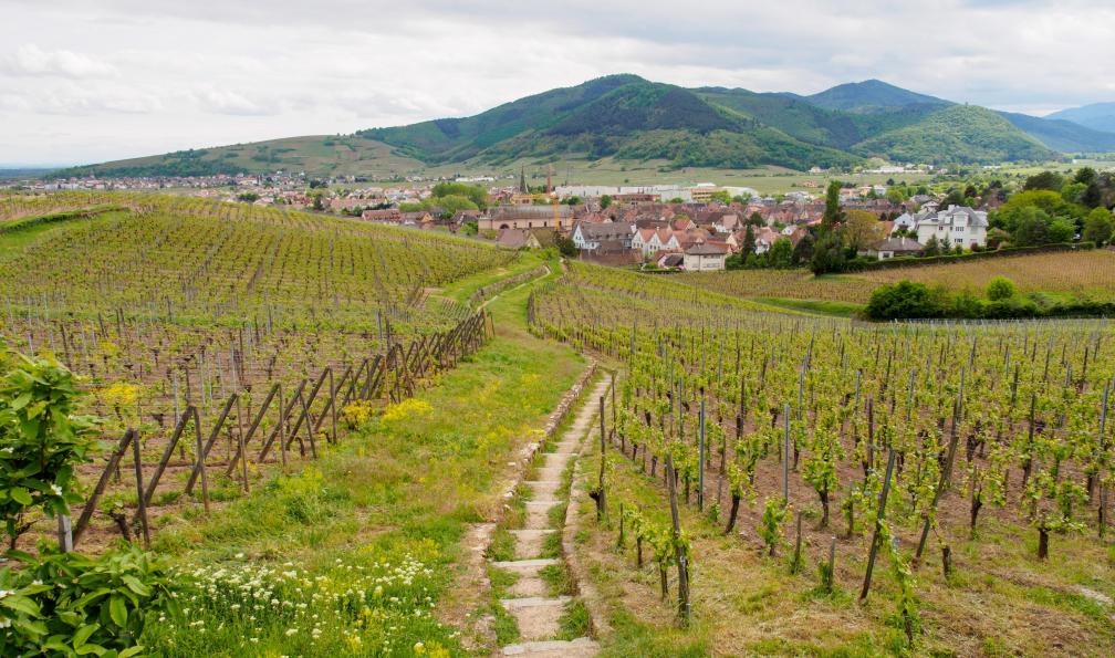 SubstanceP -  Istock -  Escaliers à travers le vignoble de coteau, Turckheim; France - La traversée des hautes Vosges - 1