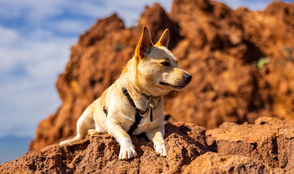 Rieder - Markus - Adobestock - Chien, Estérel - L'Estérel avec mon chien - 2