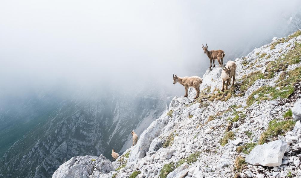 Bosca78 -  Istock -  Groupe de chamois sauvages sur une falaise;France - Secrets et merveilles de Belledonne - 2