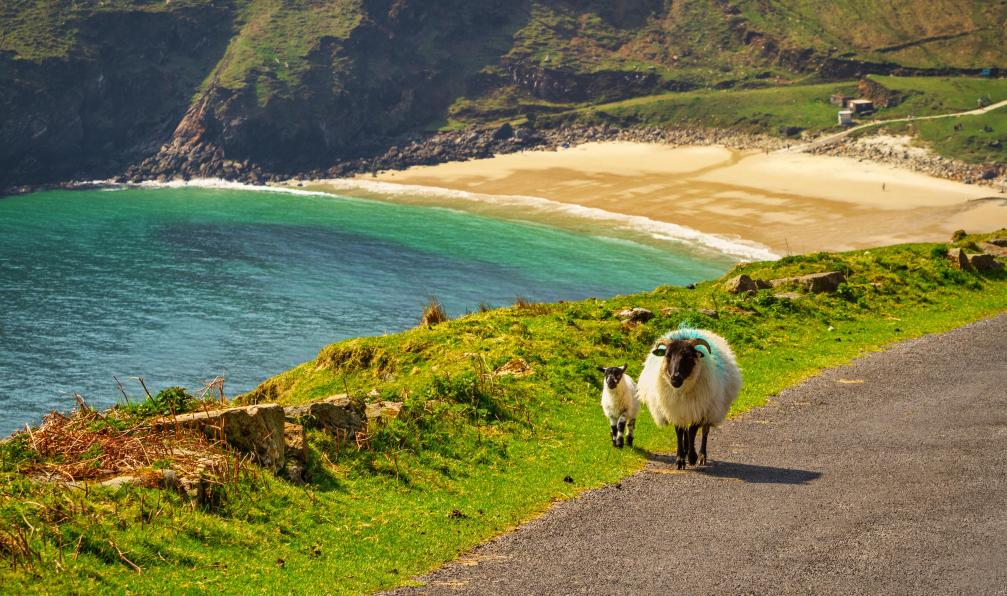 Kosmider - Patryk - Adobe Stock - Un mouton et un agneau se promenant sur la plage du comté de Mayo, Irlande - Monts sacrés du Kerry - 12