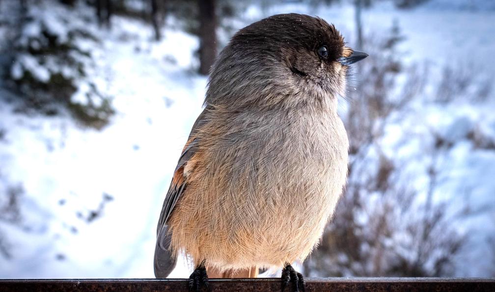 Raschetti - Christophe - Le geai de Sibérie (Perisoreus infaustus) largement répandu dans les forêts de conifères du nord de l'Eurasie, finlande - Aventures givrées en Laponie - 5