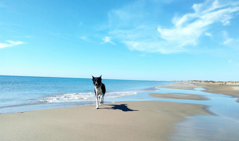 Waldbled - Coralie - chien, plage, provence - La Côte d'Azur de Menton à Nice avec mon chien - 2