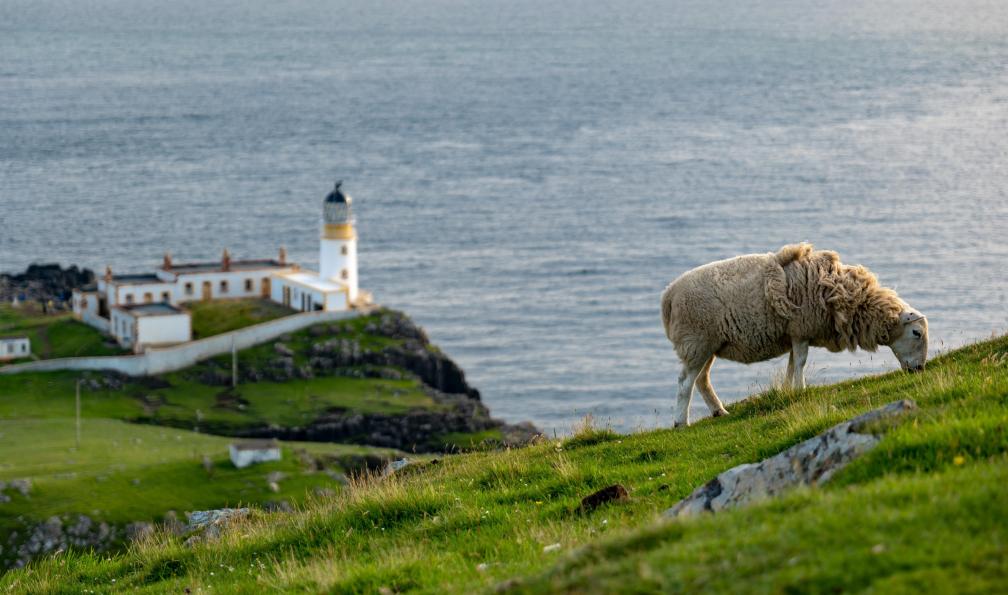 mino21 - Adobe stock - un mouton sur une colline se nourrissant en face du phare de Neist Point à larrière-plan de lîle de Skye, en Écosse - Ecosse sauvage : des Highlands à l'île de Skye - 5