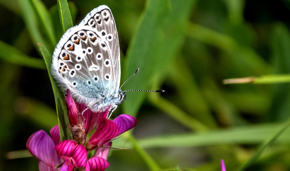 Bernard - Adobe Stock - Papillon sur une fleur , Alpes, France - La Grande Traversée du Mercantour - 9