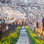 les incontournables du japon