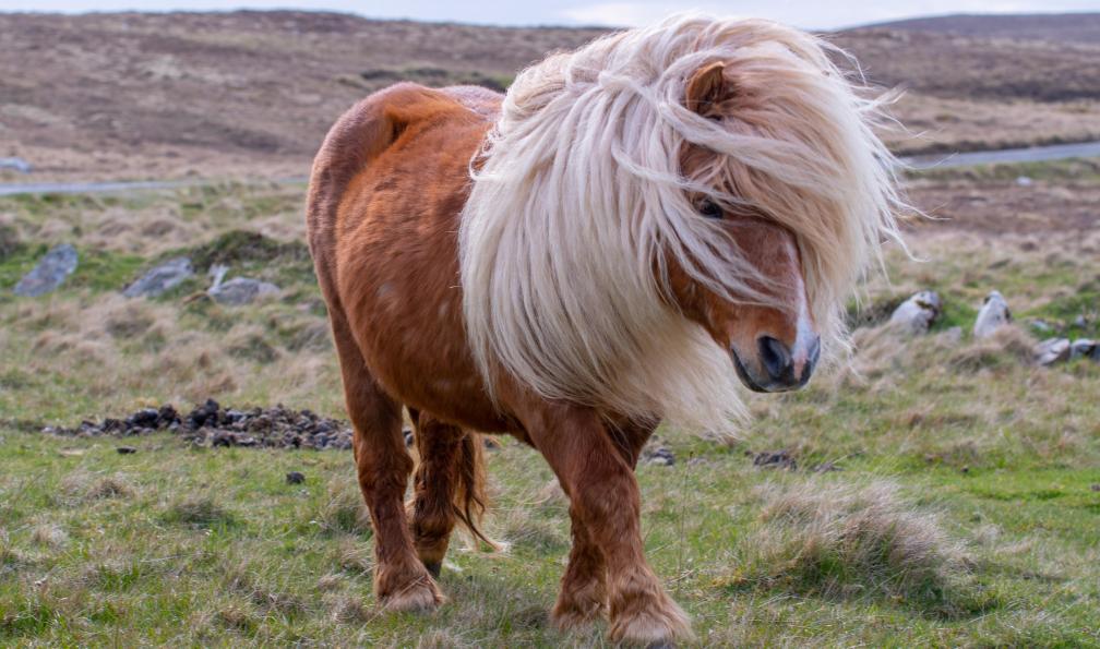 Oliver - Adobe stock - Un poney Shetland dans la lande écossaise sur les îles Shetland, Ecosse, Royaume-Uni - North Coast 500, îles Orcades et Shetland - 9