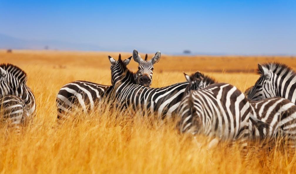 safari en liberté