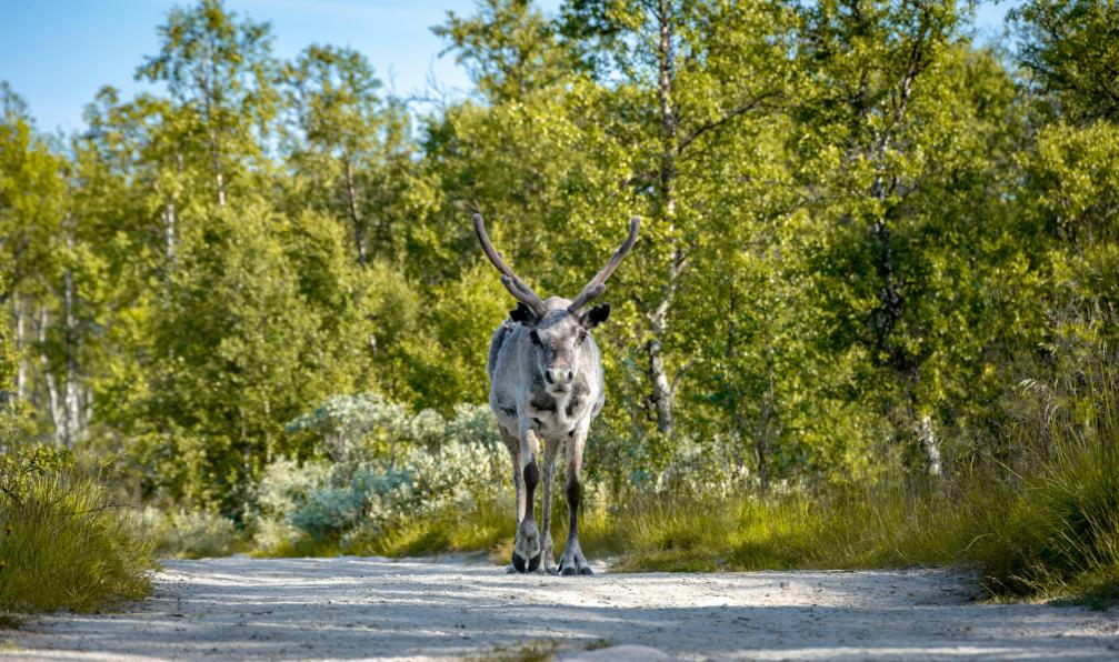 Goldberg - Sebastien - Unsplash - Magnifique rencontre avec une renne sauvage sur les chemins de Norvège. - Multi-activités en Norvège : objectif animaux - 1