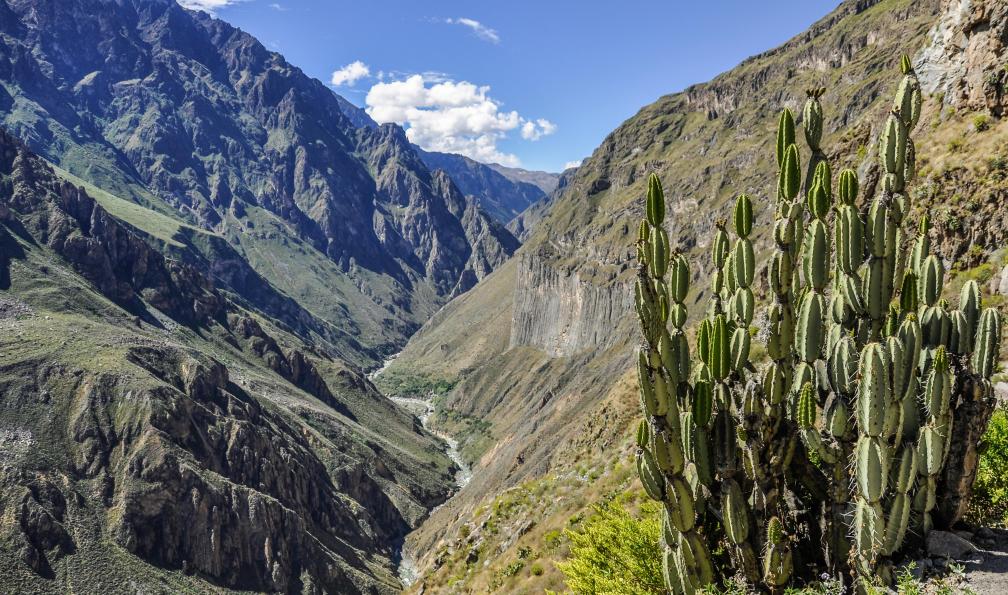 Istock -  Cactus et canyon de Colca, Pérou. - Panoramas Andins - 1
