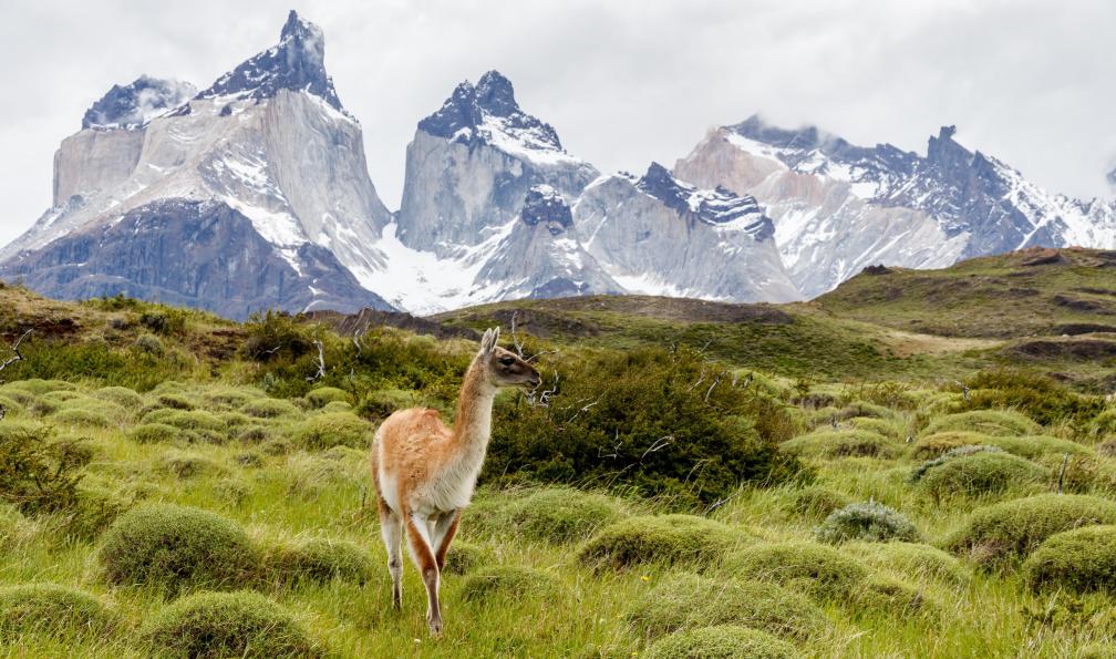 jmarti20 - Pixabay - Guanaco dans le Parc nation des Torres del Paine, chili - Des glaciers de Patagonie au désert d'Atacama - 5